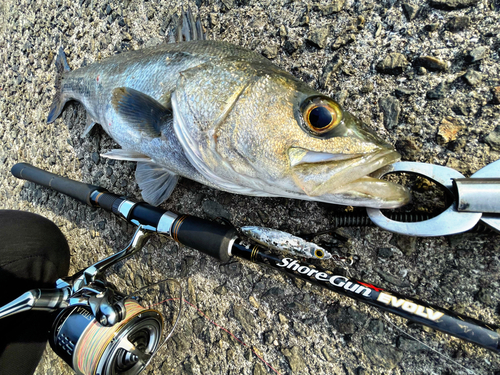 シーバスの釣果