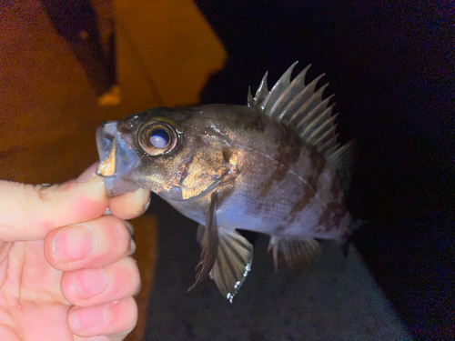 メバルの釣果