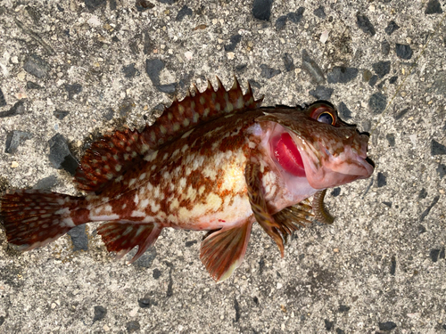 カサゴの釣果