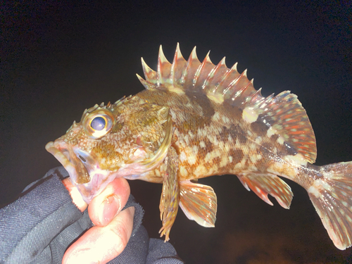 カサゴの釣果