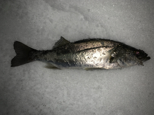 セイゴ（マルスズキ）の釣果