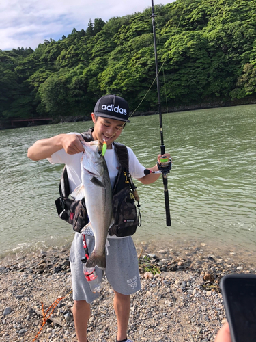 スズキの釣果