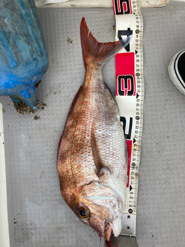 マダイの釣果