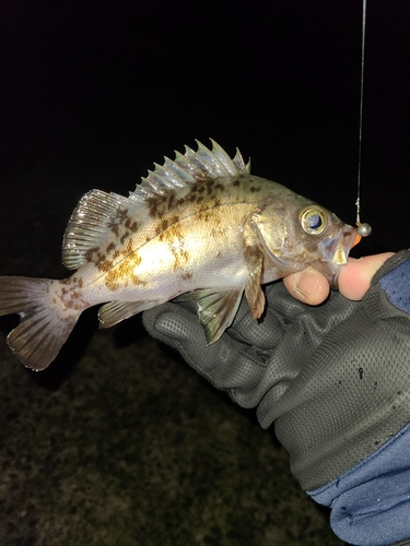 メバルの釣果