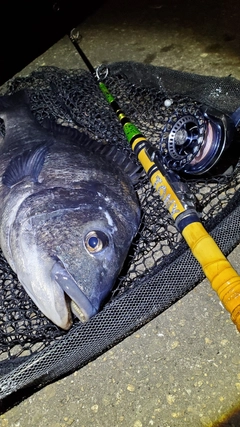 チヌの釣果