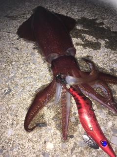 ケンサキイカの釣果