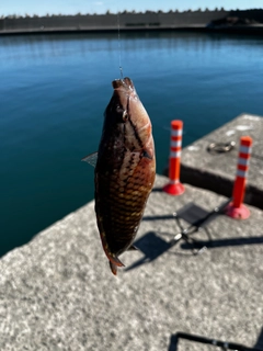 ホシササノハベラの釣果