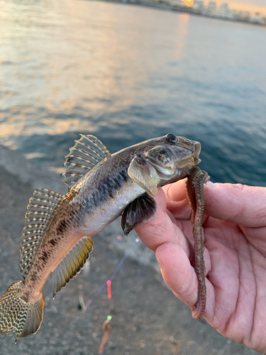 マハゼの釣果