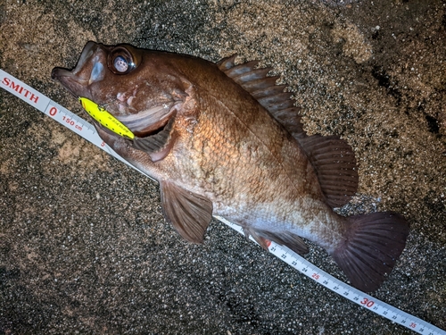 メバルの釣果