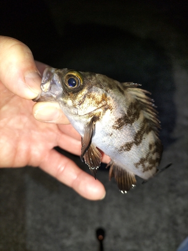 シロメバルの釣果