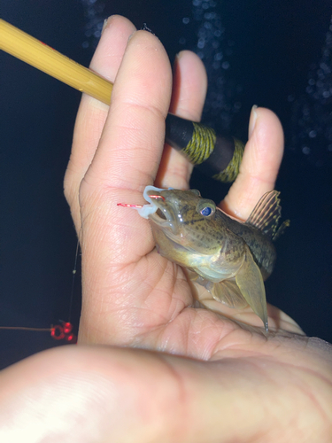 マハゼの釣果