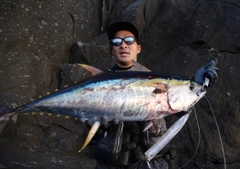 キハダマグロの釣果