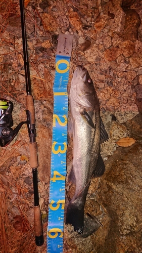 シーバスの釣果