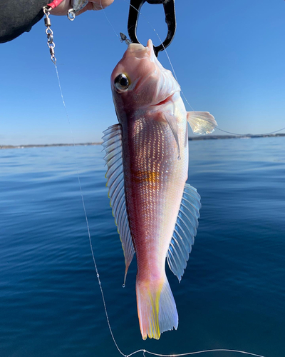 アマダイの釣果