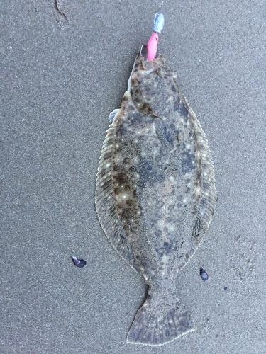 ヒラメの釣果