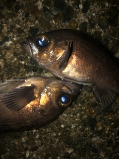 メバルの釣果