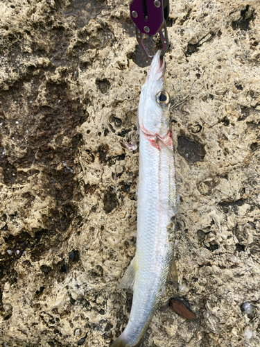 カマスの釣果