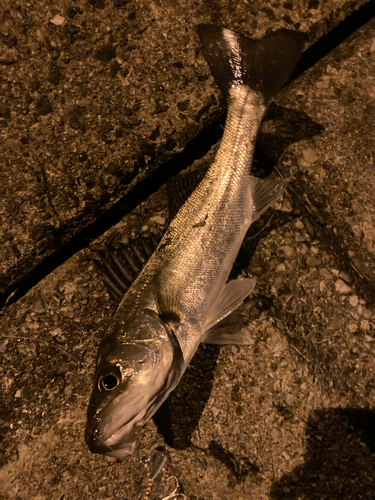 シーバスの釣果