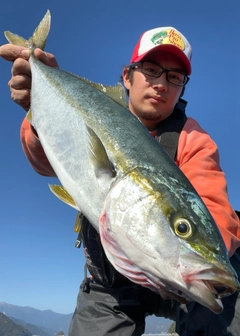 ハマチの釣果