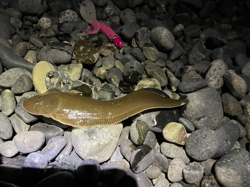 シタビラメの釣果