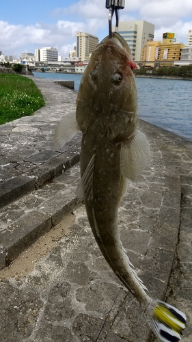 ミナミマゴチの釣果