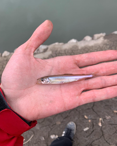 ワカサギの釣果