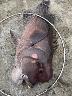 コブダイの釣果