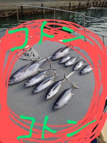 ビンチョウマグロの釣果