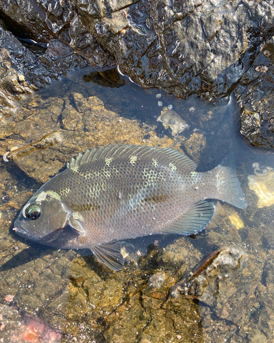 グレの釣果