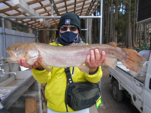 イトウの釣果