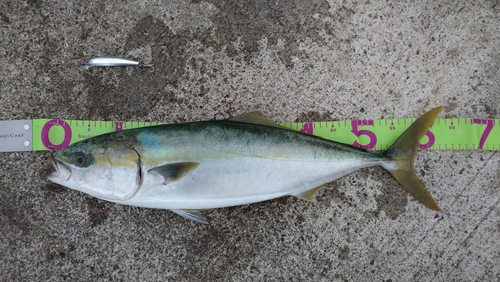 メジロの釣果