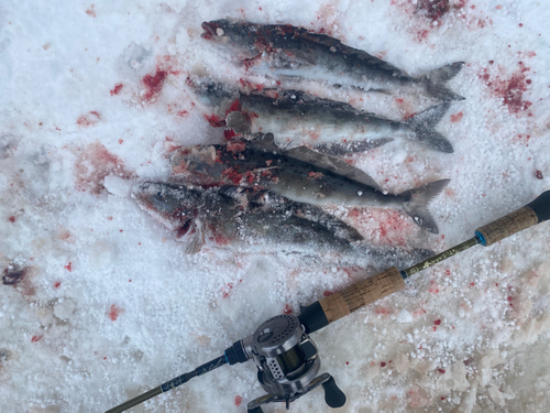 ホッケの釣果