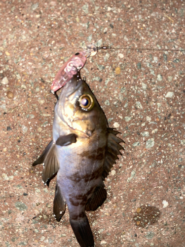 メバルの釣果