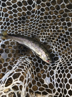 サクラマスの釣果