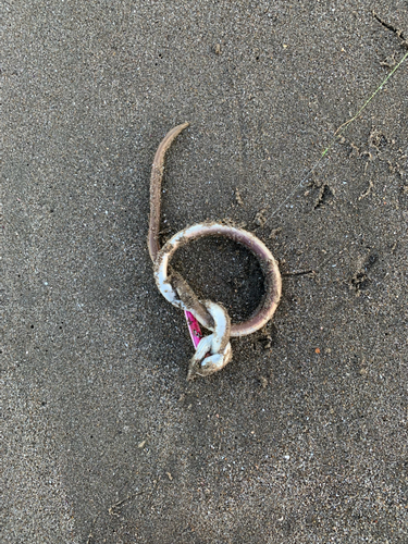 ダイナンウミヘビの釣果