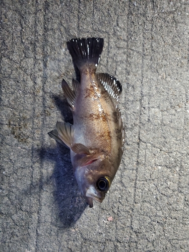 シロメバルの釣果