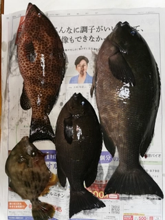 クチブトグレの釣果