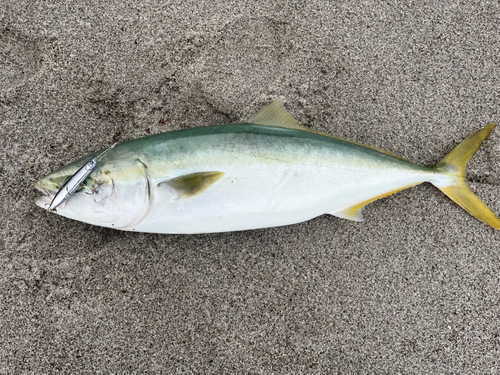 ヤズの釣果