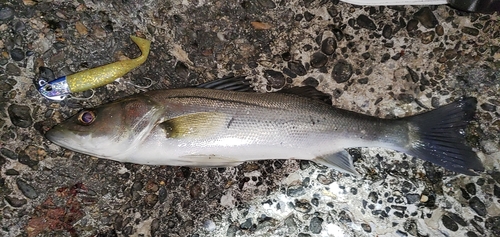 セイゴ（ヒラスズキ）の釣果