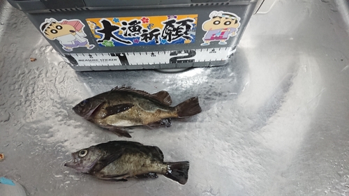 メバルの釣果