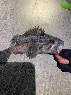 クロソイの釣果