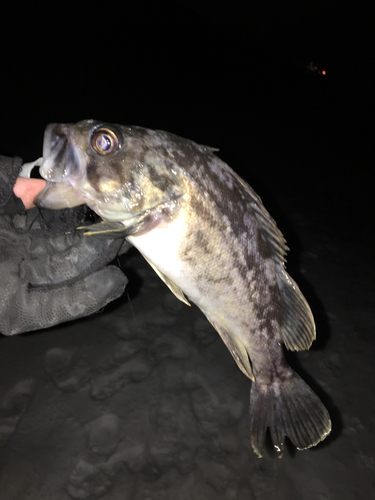 クロソイの釣果