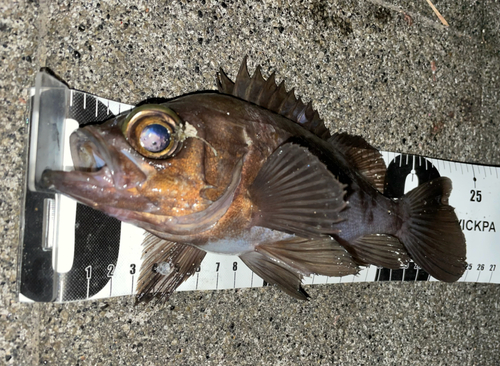 メバルの釣果