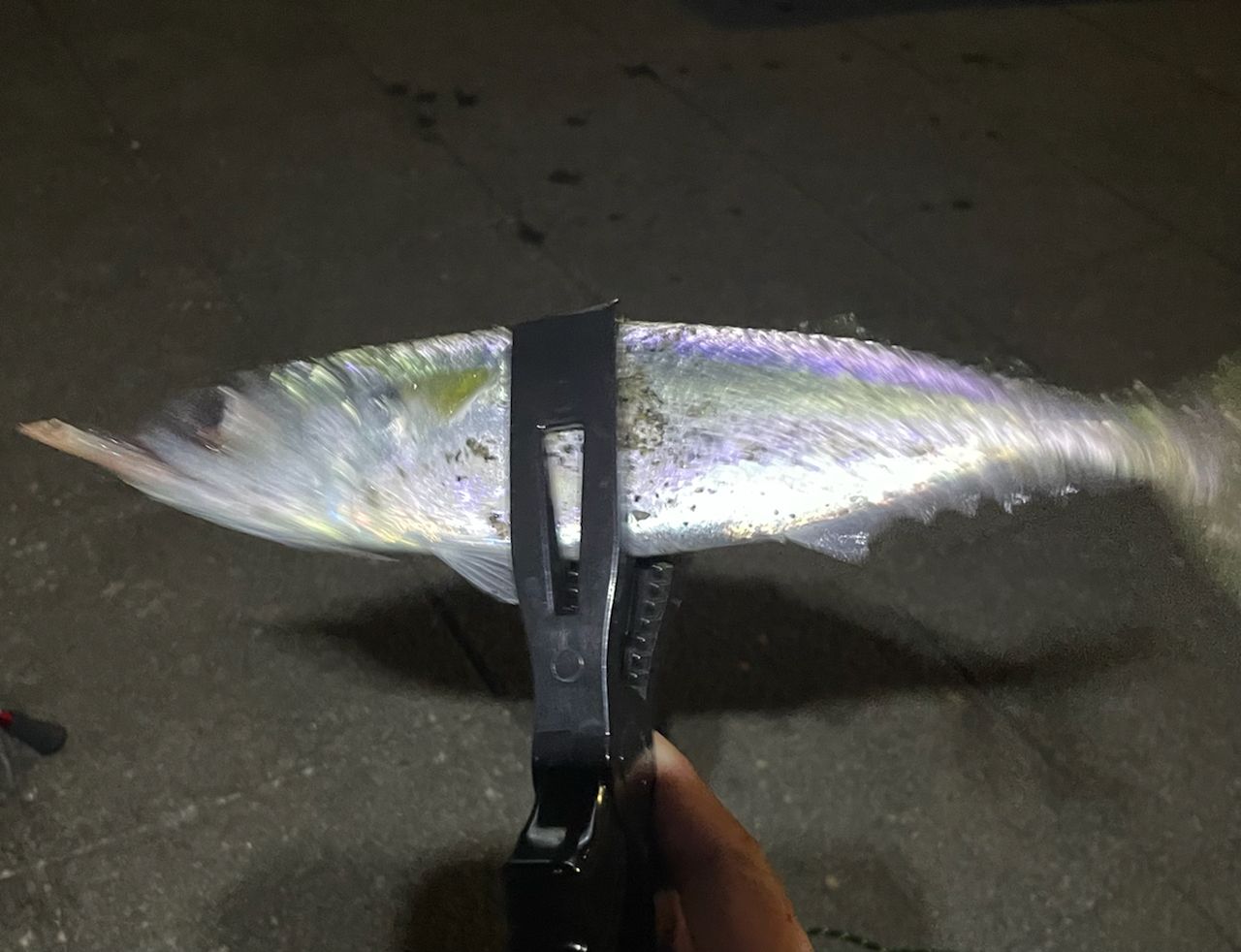 メバル