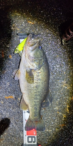 ラージマウスバスの釣果