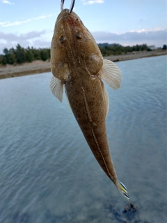 コチの釣果