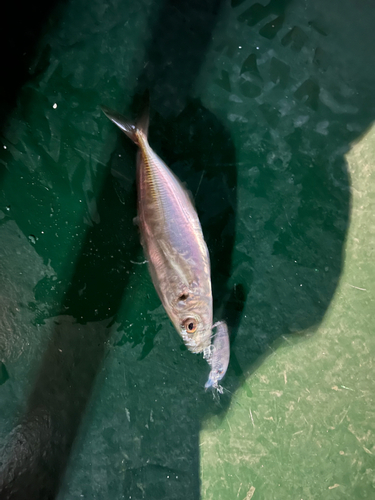 マアジの釣果