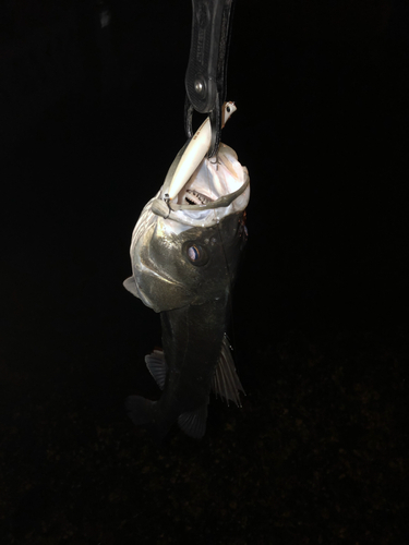 フッコ（マルスズキ）の釣果