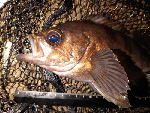 メバルの釣果