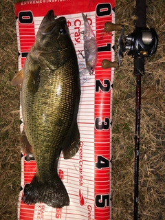 ブラックバスの釣果